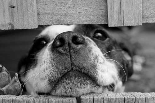 Dog Walker-Bristol-Dog in Fence