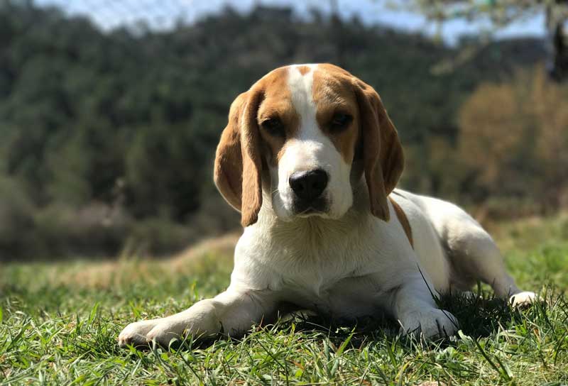 Dog Walker-Bristol-Beagle